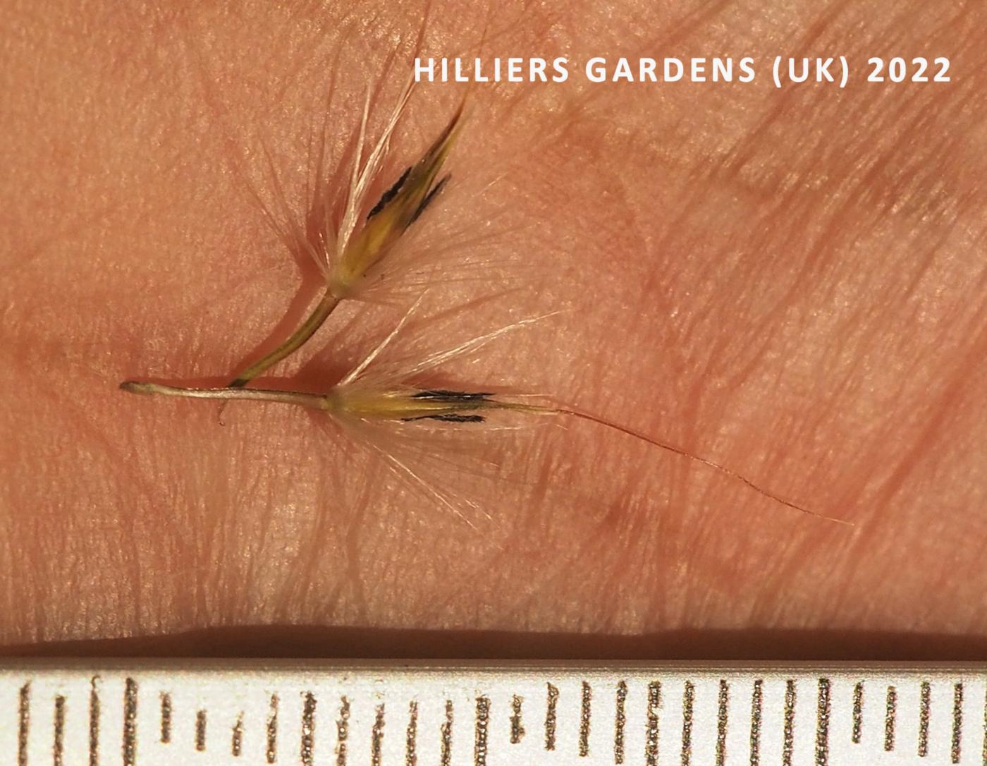 Silvergrass, Chinese flower